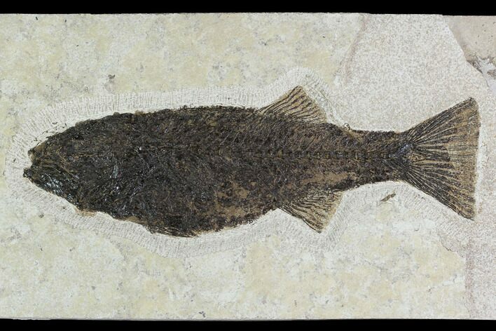 Fossil Fish (Mioplosus) From Inch Layer - Wyoming #144003